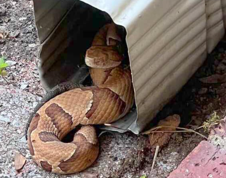 Snakes, Rodents & Gutters – Why Coastal Spouts is More Than Just a Pretty Cover 🐍🐭🌊